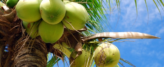 코코넛.jpg